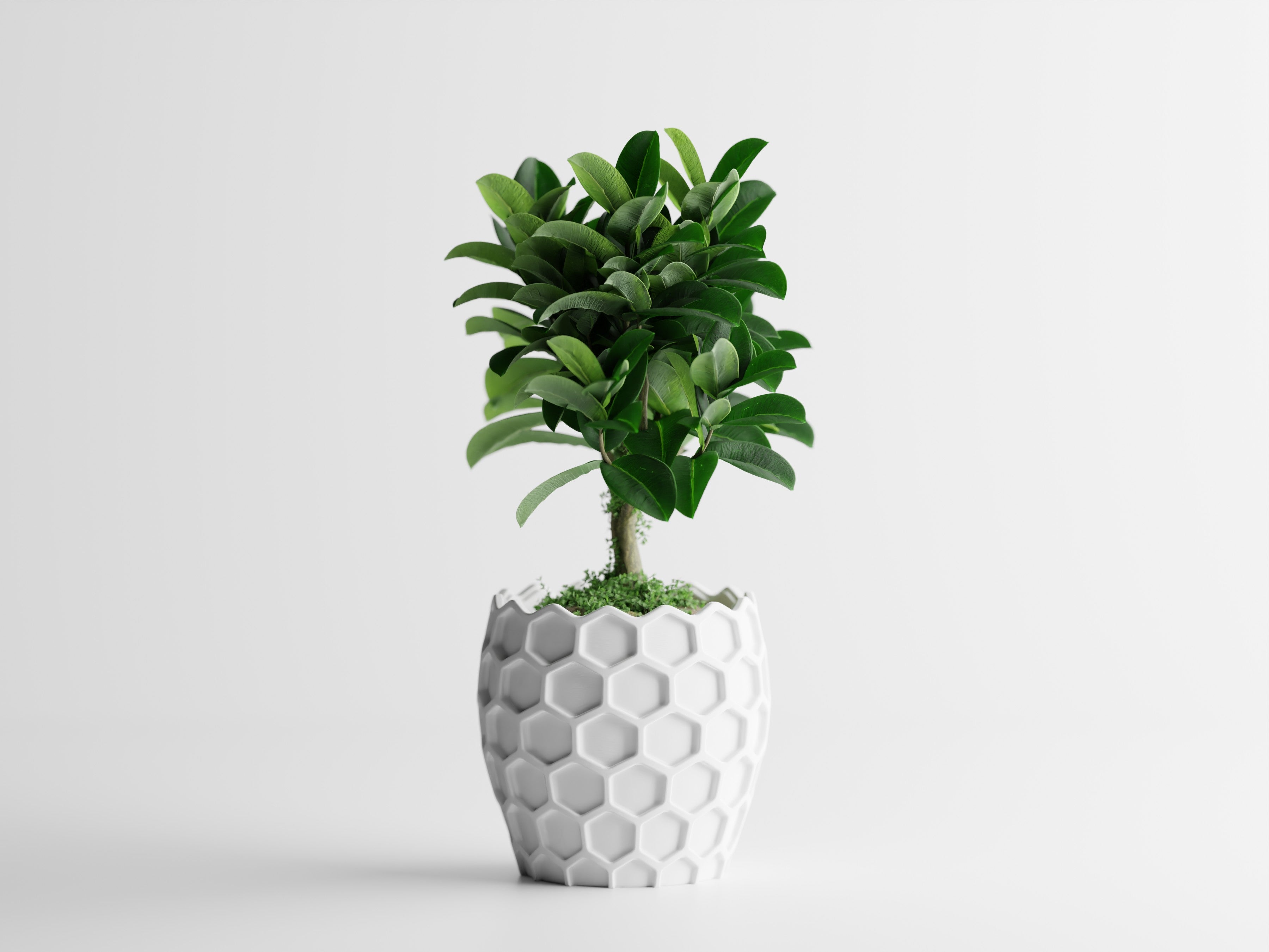 Beehavia – Buzzing with style. Rooted in nature.