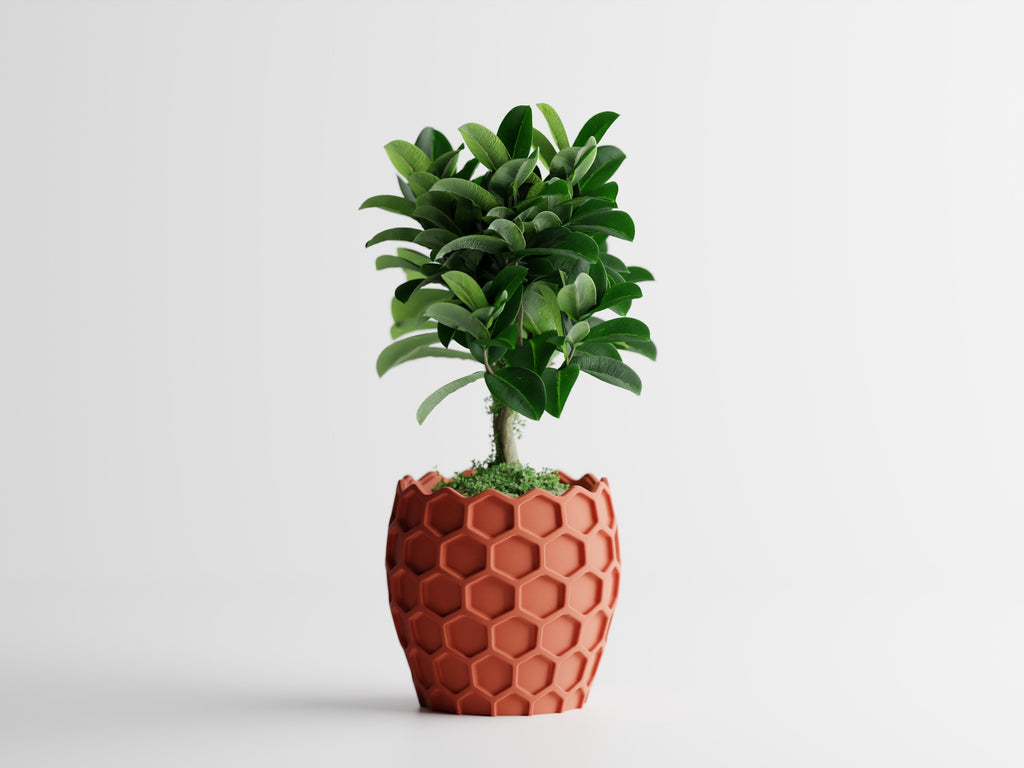 Beehavia – Buzzing with style. Rooted in nature.