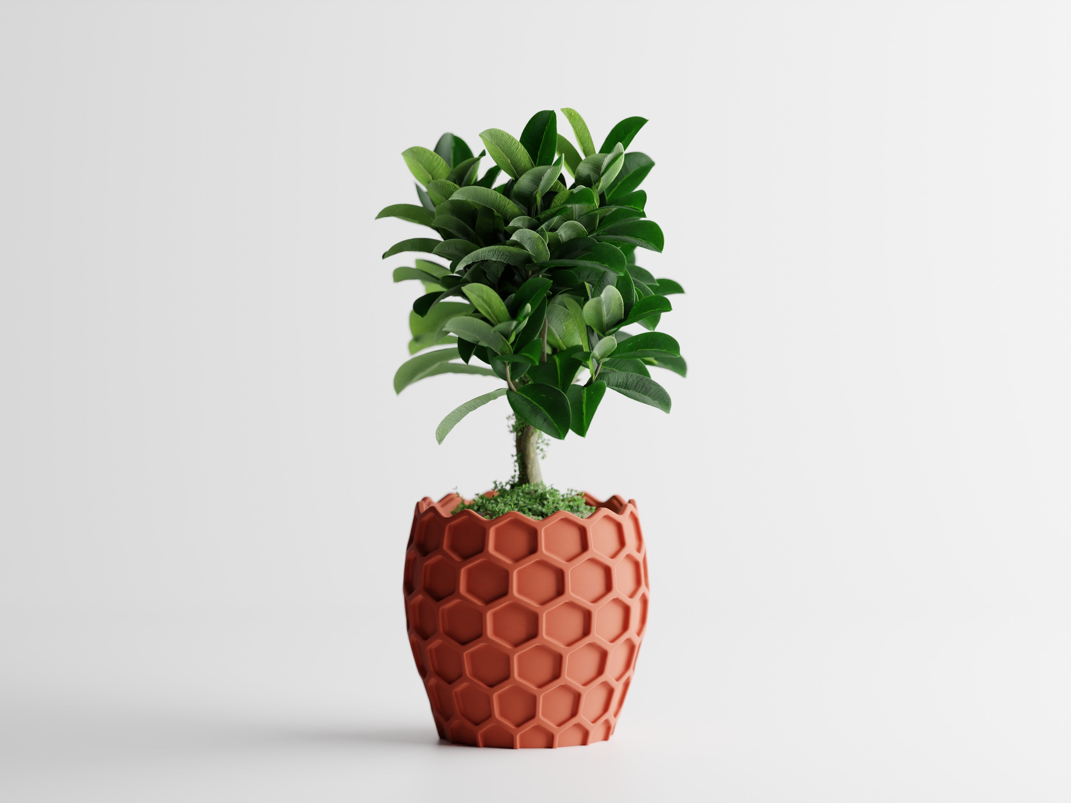 Beehavia – Buzzing with style. Rooted in nature.