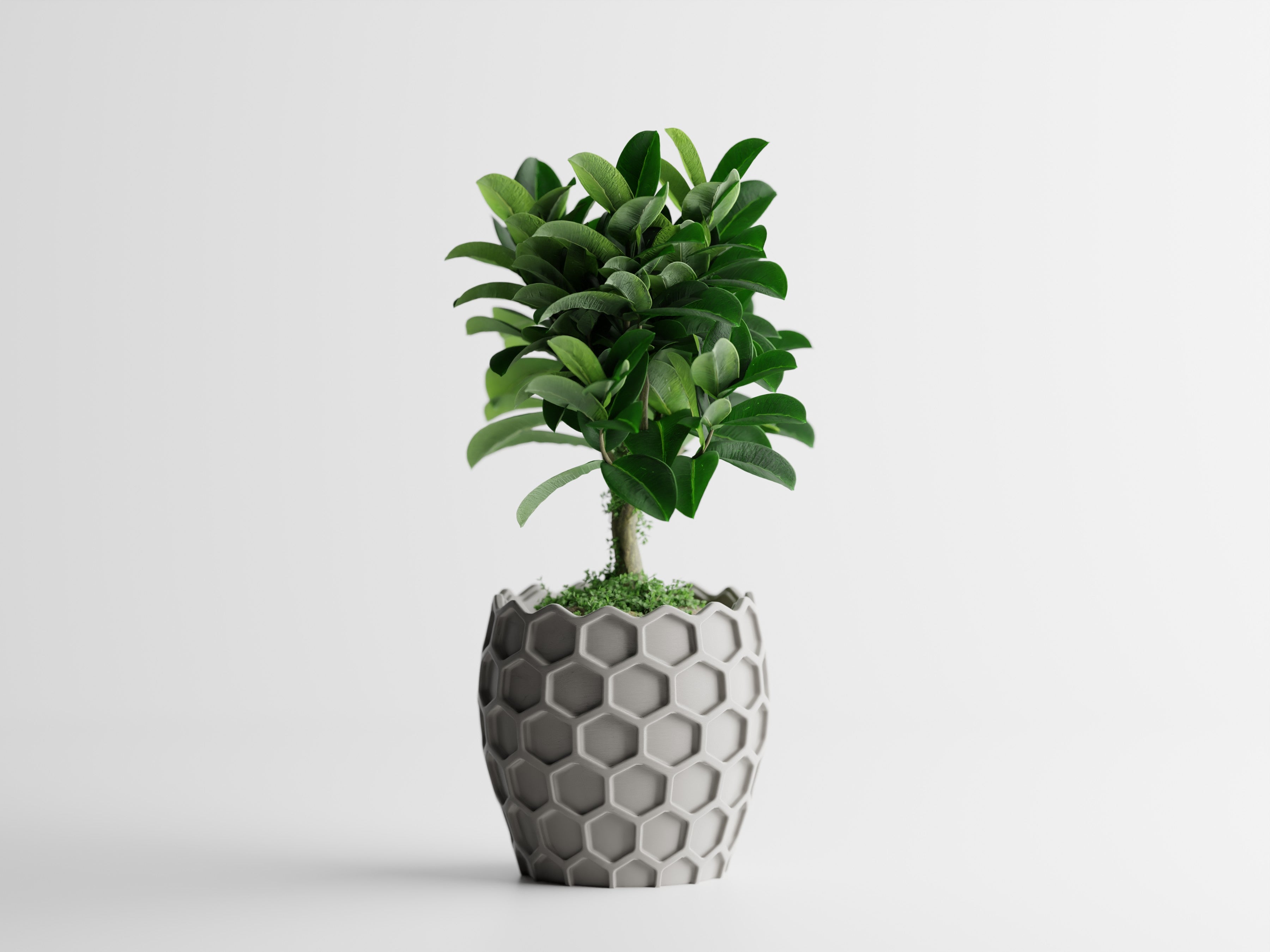 Beehavia – Buzzing with style. Rooted in nature.