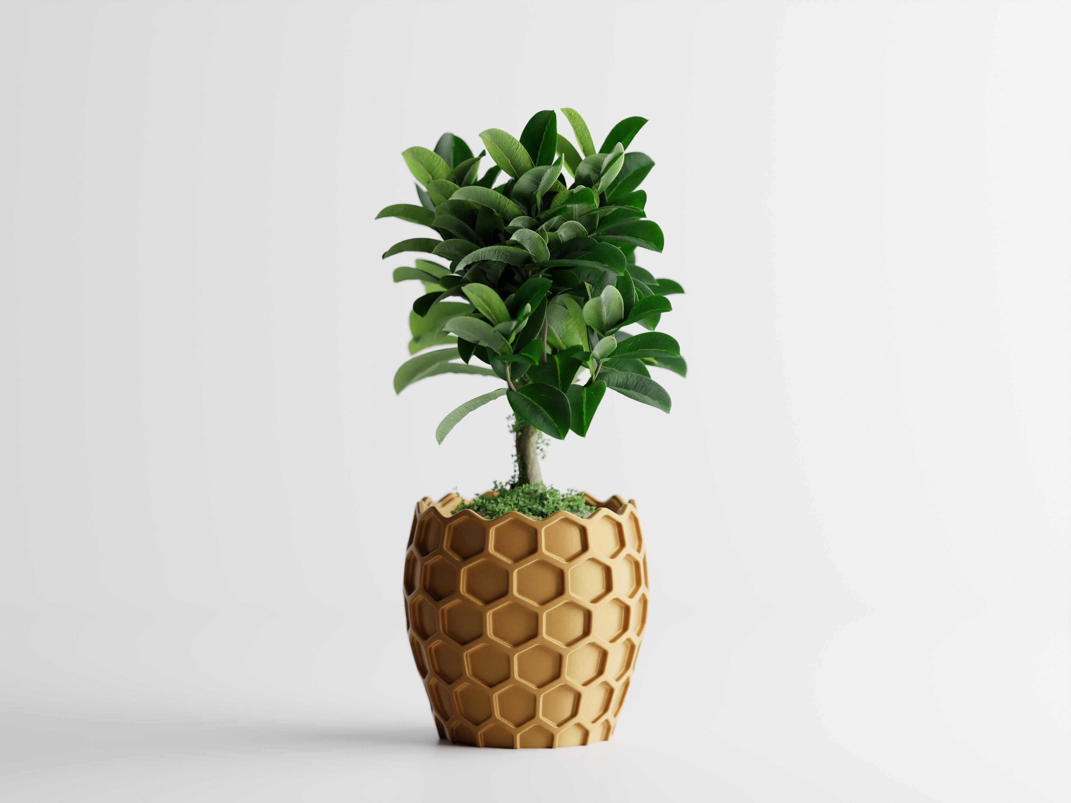 Beehavia – Buzzing with style. Rooted in nature.