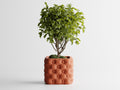 Chesterra – Luxury feel. Natural soul.