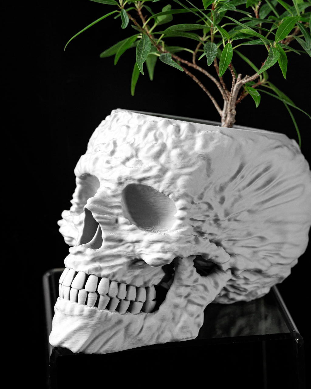 Skull Planter Pot