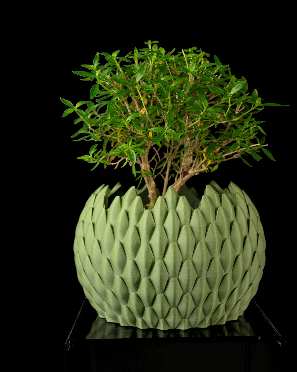 Dragonscale Planter Pot 02