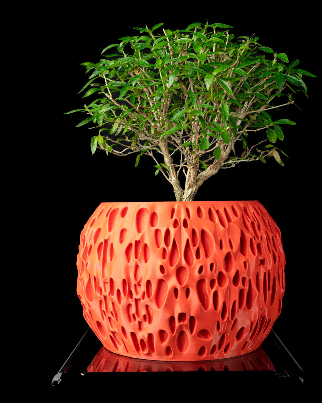 Spotted Planter Pot