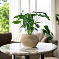 Hendro Planter