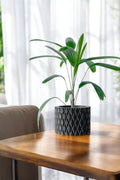 Pexil Planter