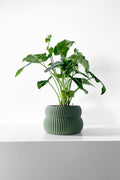 Quarn Planter