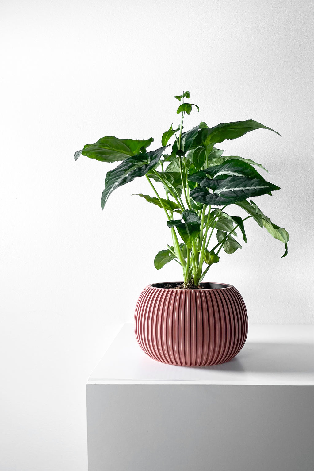 Surno Planter