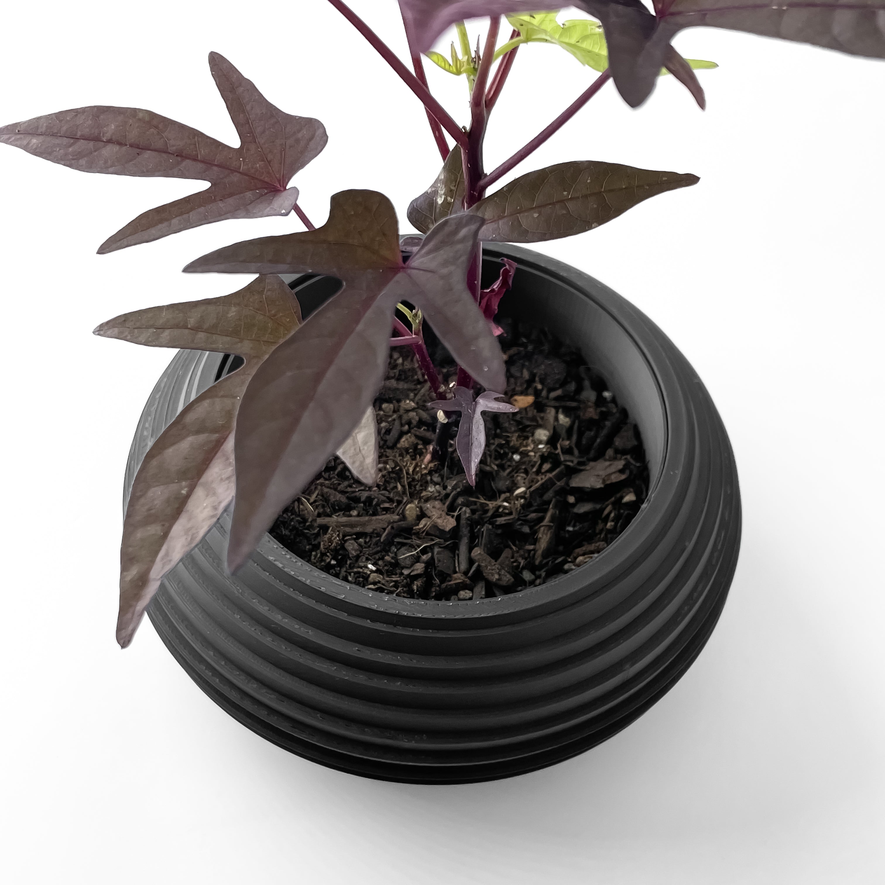 Frons Planter