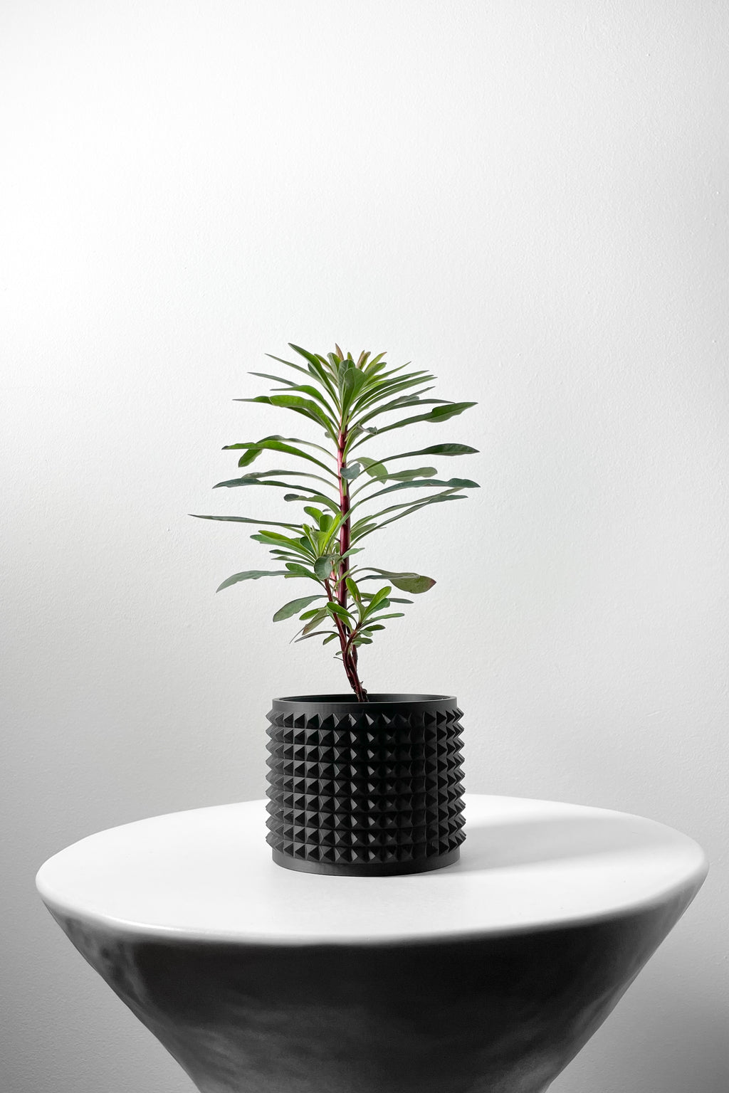 Anver Planter