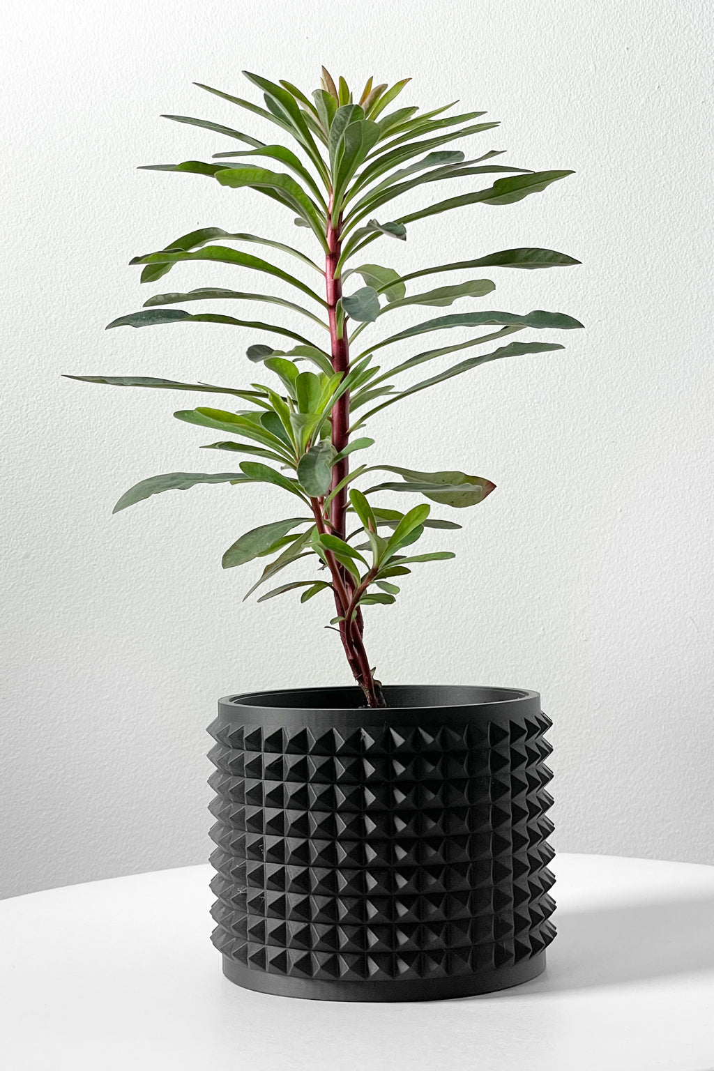 Anver Planter