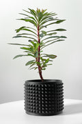 Anver Planter
