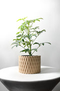 Grivan Planter