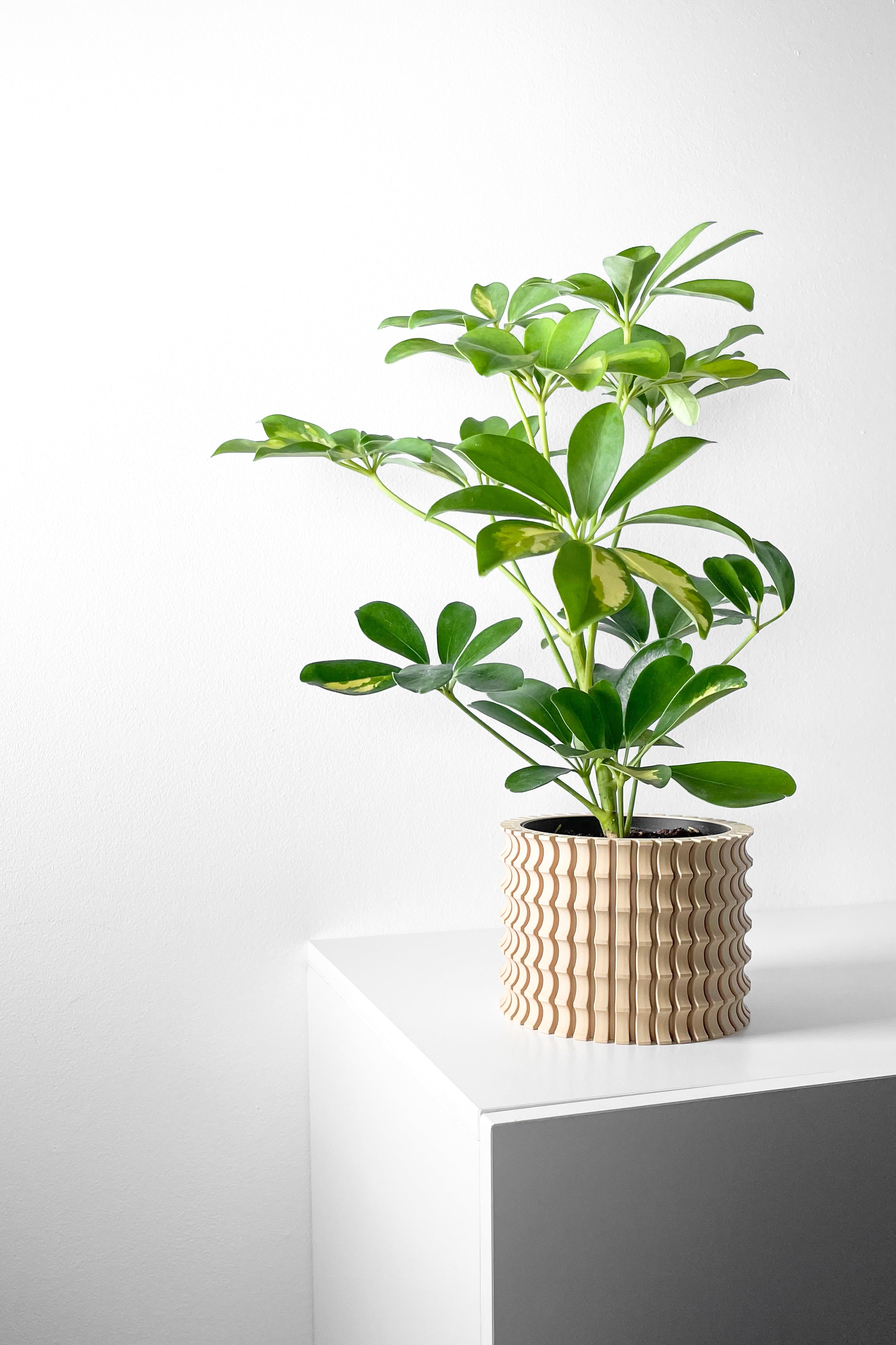 Tulam Vase