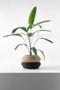 Wenra Planter